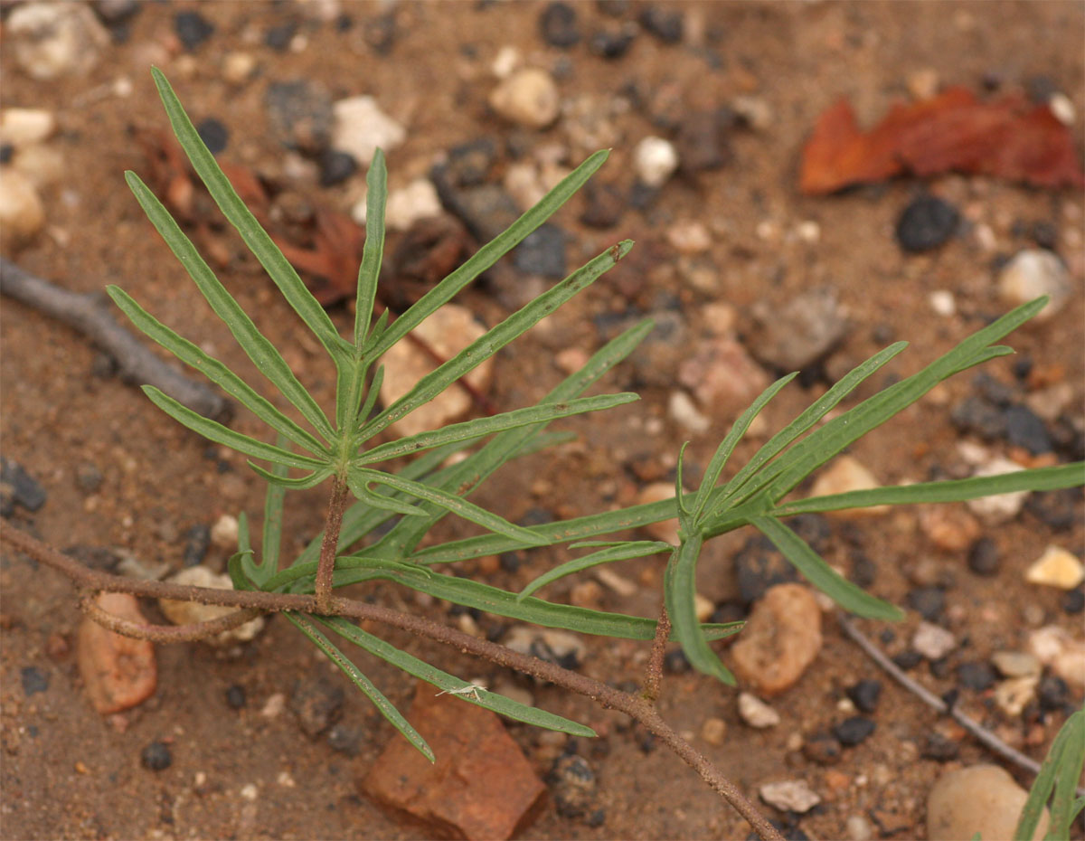 Ipomoea bolusiana Ipomoea bolusiana