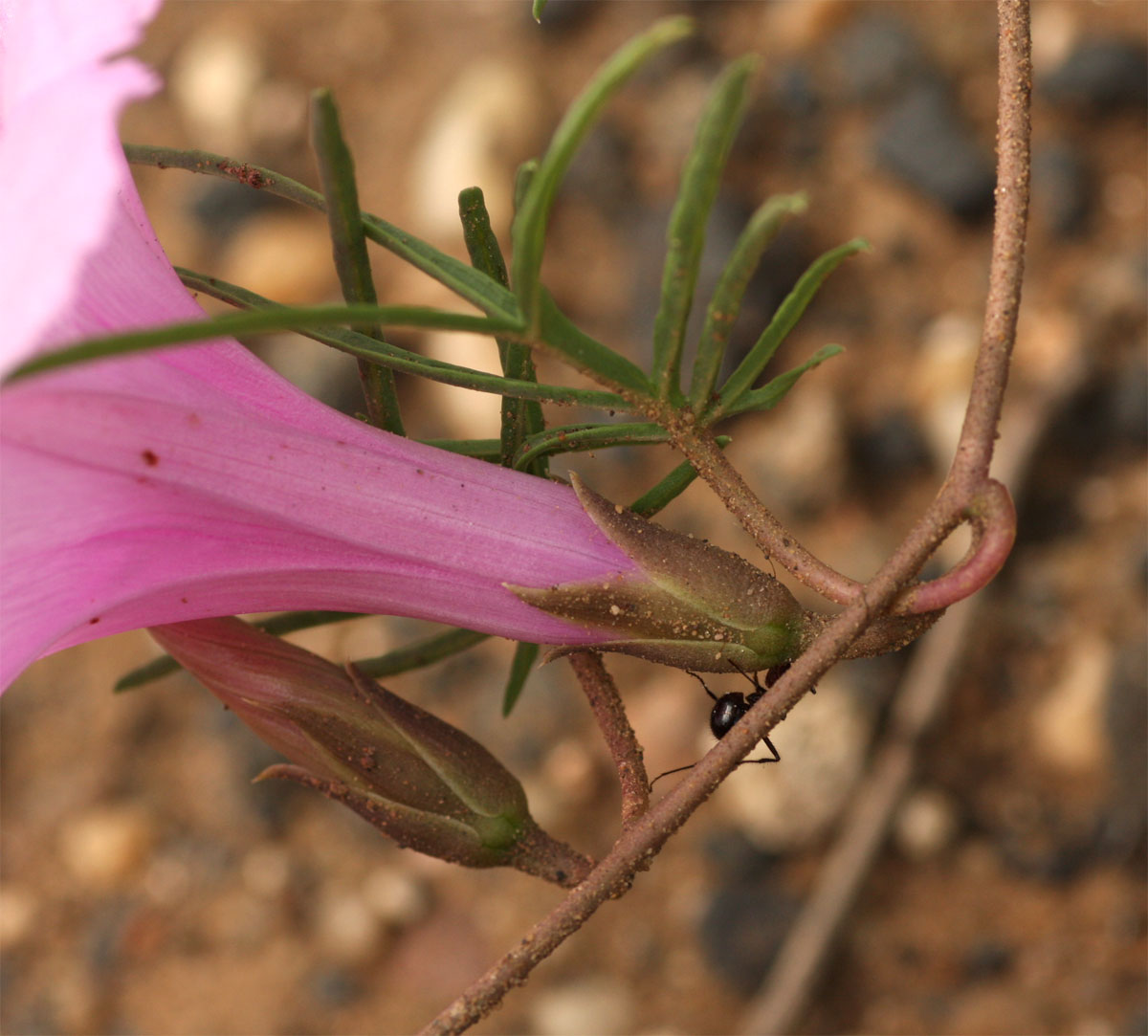 Ipomoea bolusiana Ipomoea bolusiana
