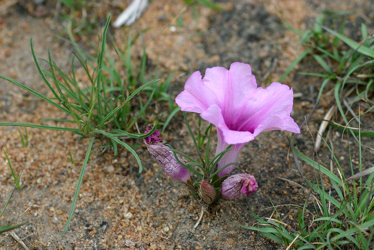 Ipomoea bolusiana Ipomoea bolusiana