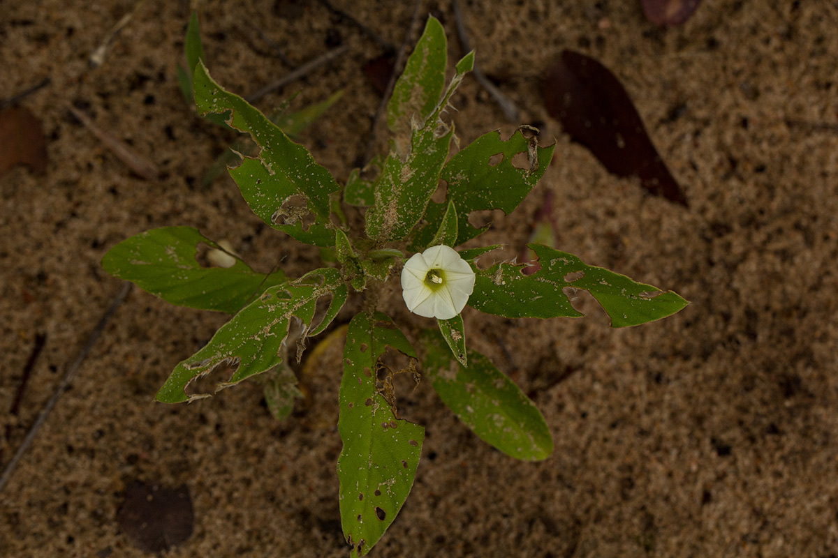Ipomoea chloroneura Ipomoea chloroneura