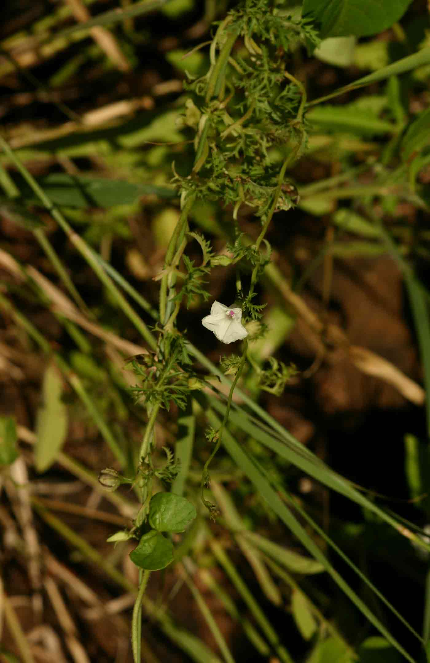 Ipomoea coptica var. coptica Ipomoea coptica var. coptica