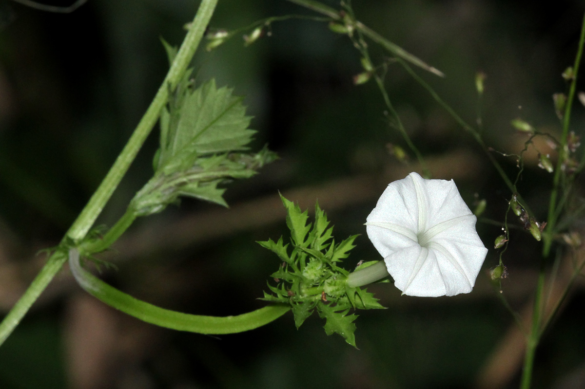 Ipomoea coptica var. coptica Ipomoea coptica var. coptica
