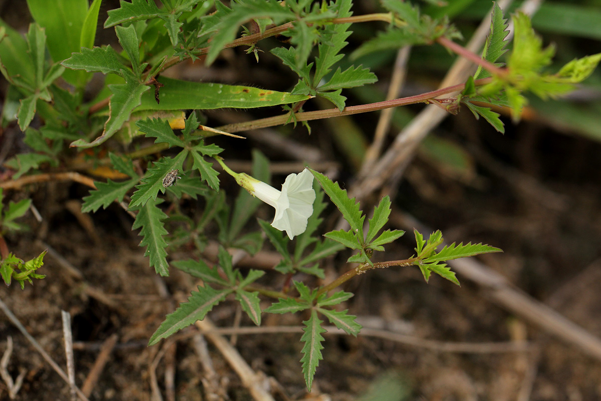 Ipomoea coptica var. coptica Ipomoea coptica var. coptica