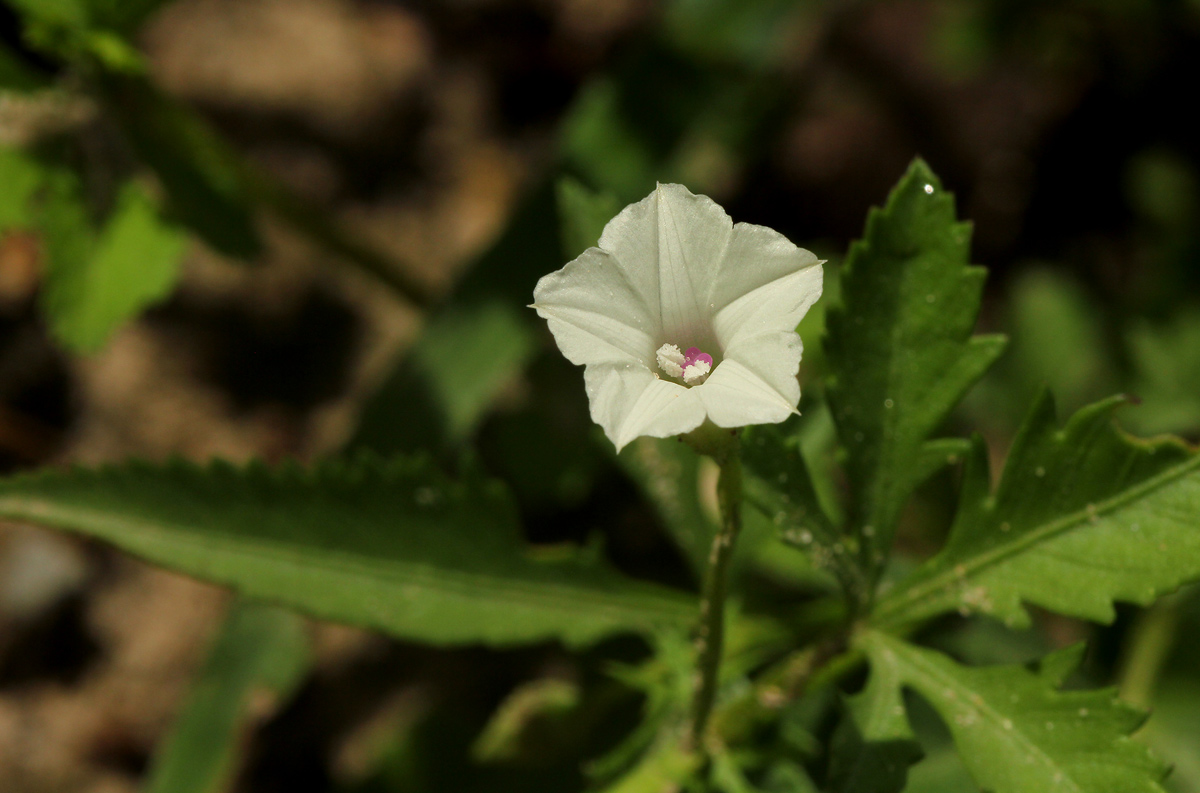 Ipomoea coptica var. coptica Ipomoea coptica var. coptica