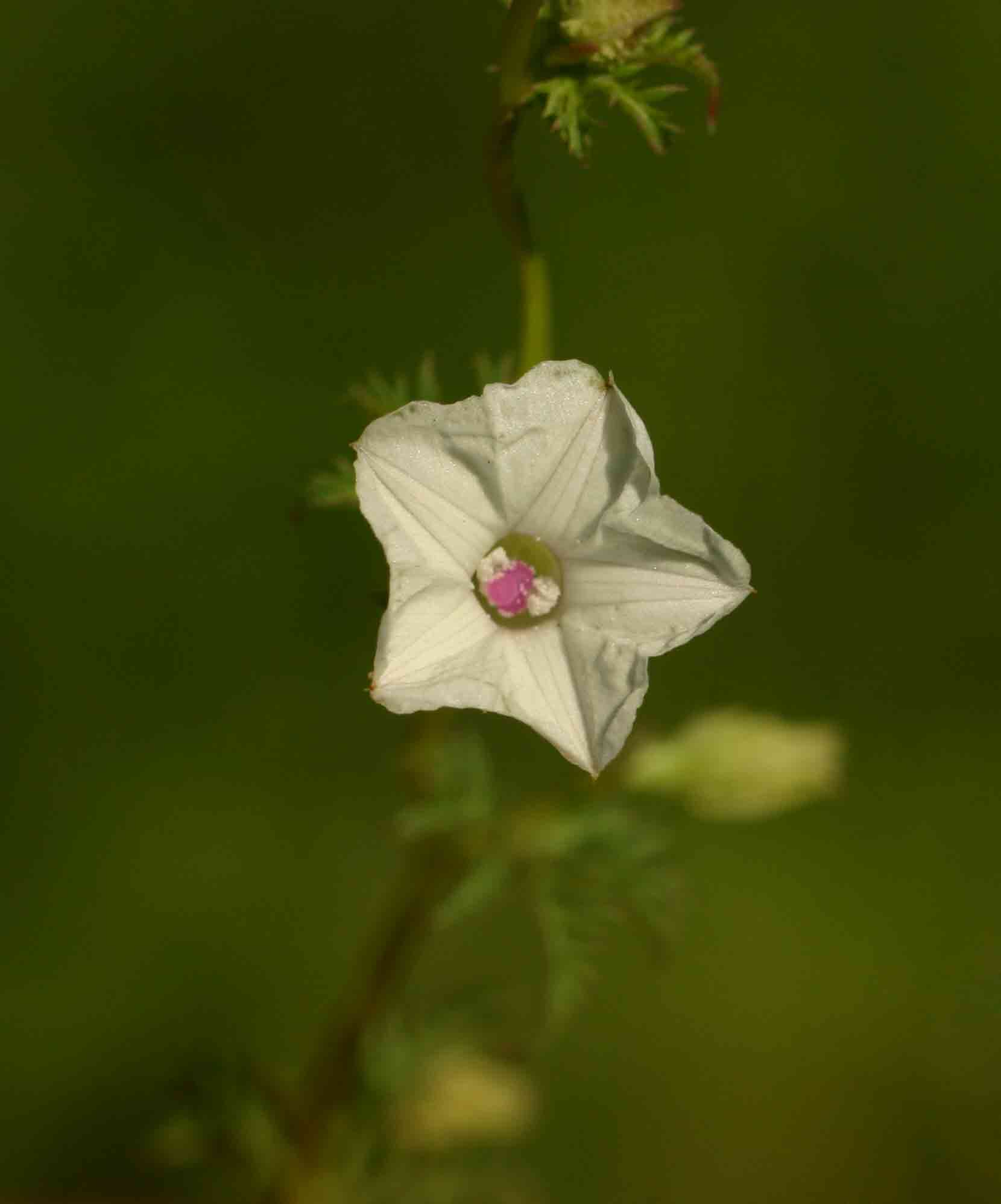 Ipomoea coptica var. coptica Ipomoea coptica var. coptica