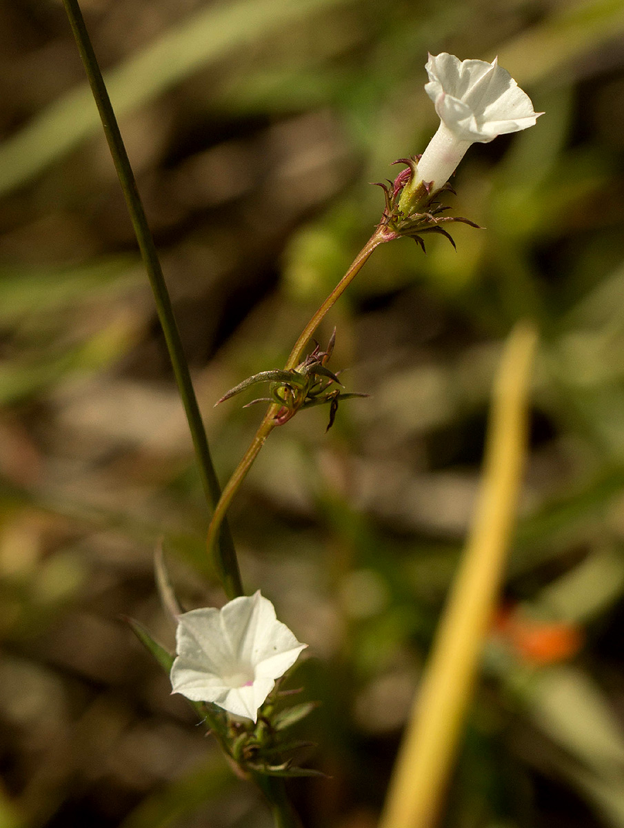 Ipomoea coptica var. coptica Ipomoea coptica var. coptica