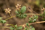 Ipomoea coptica var. coptica