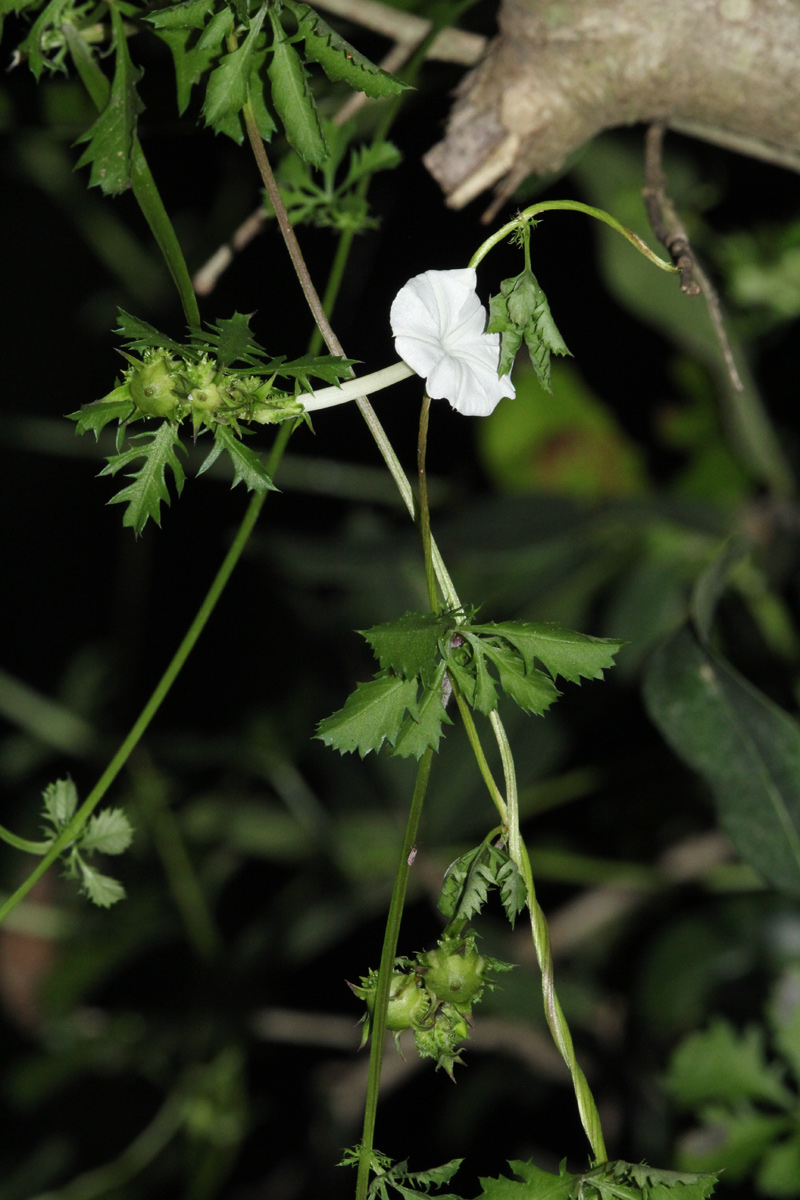 Ipomoea coptica var. coptica Ipomoea coptica var. coptica