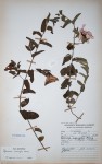 Ipomoea crassipes var. crassipes