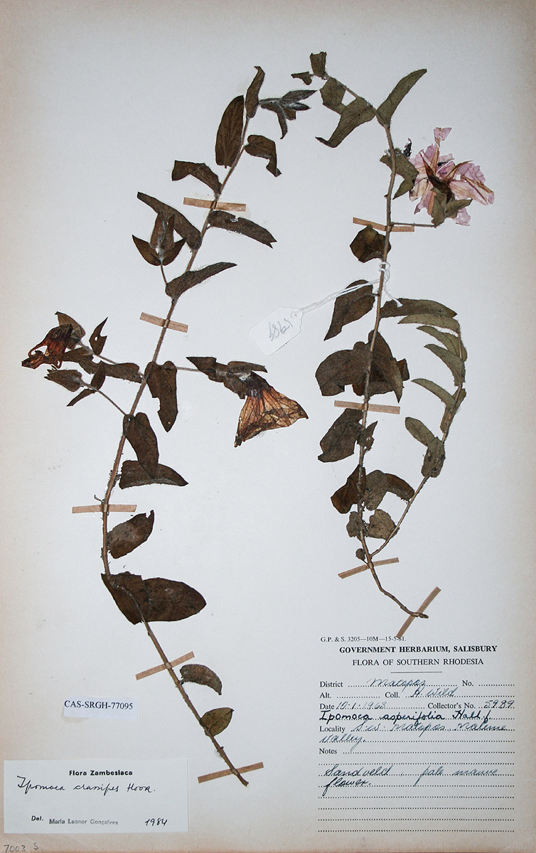 Ipomoea crassipes var. crassipes Ipomoea crassipes var. crassipes