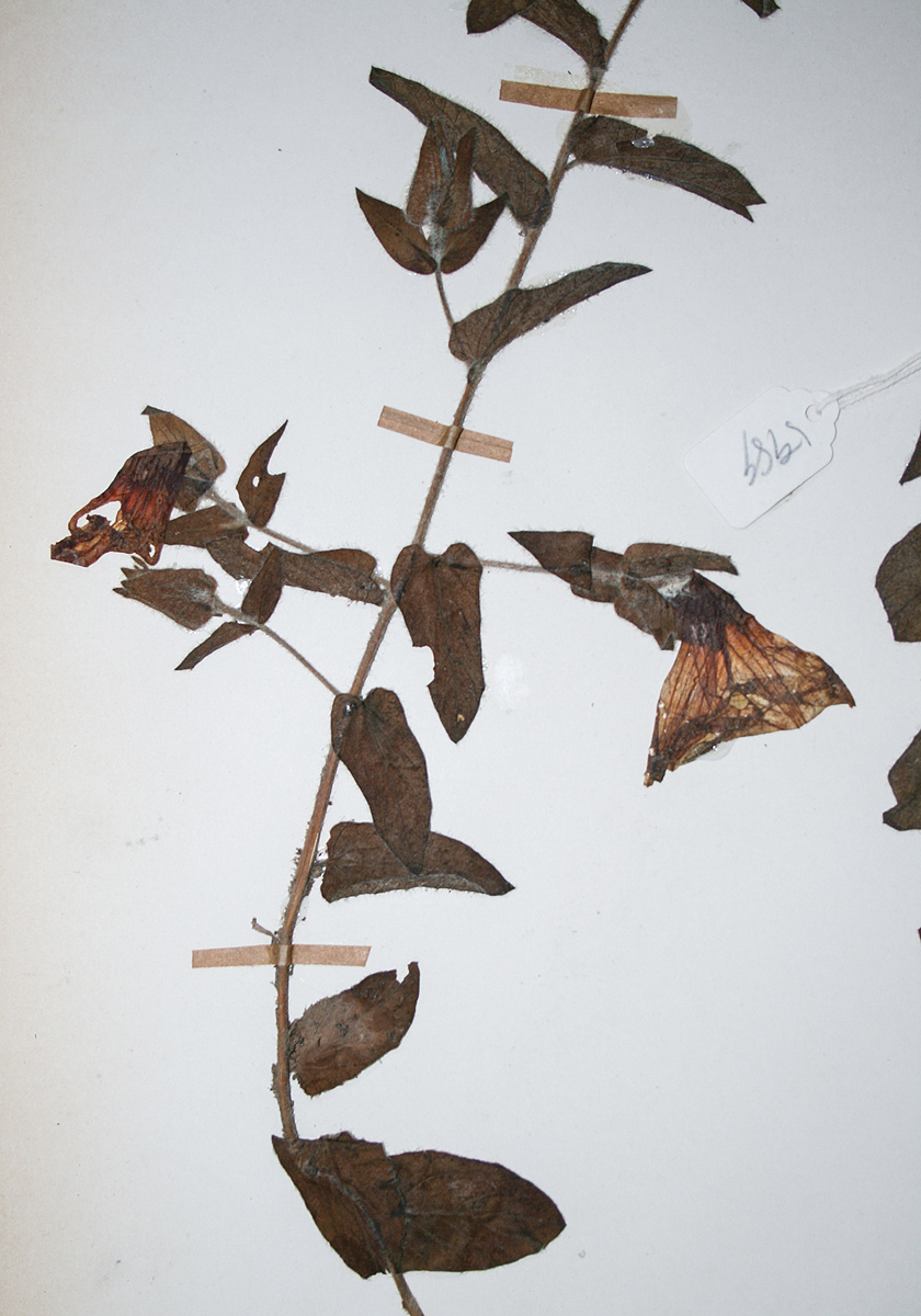 Ipomoea crassipes var. crassipes Ipomoea crassipes var. crassipes