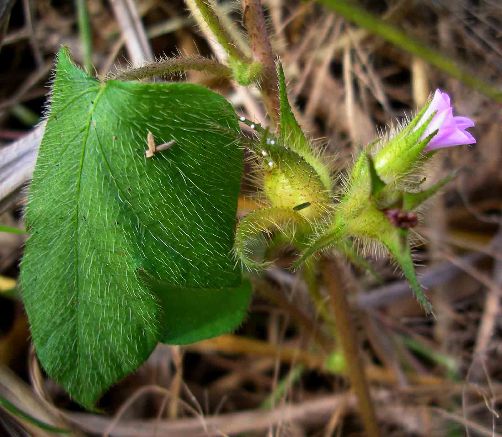 Ipomoea dichroa Ipomoea dichroa