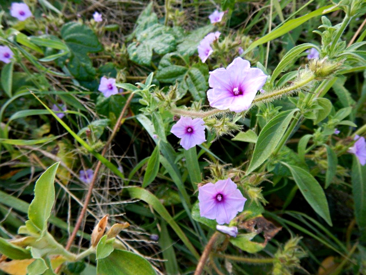 Ipomoea dichroa Ipomoea dichroa