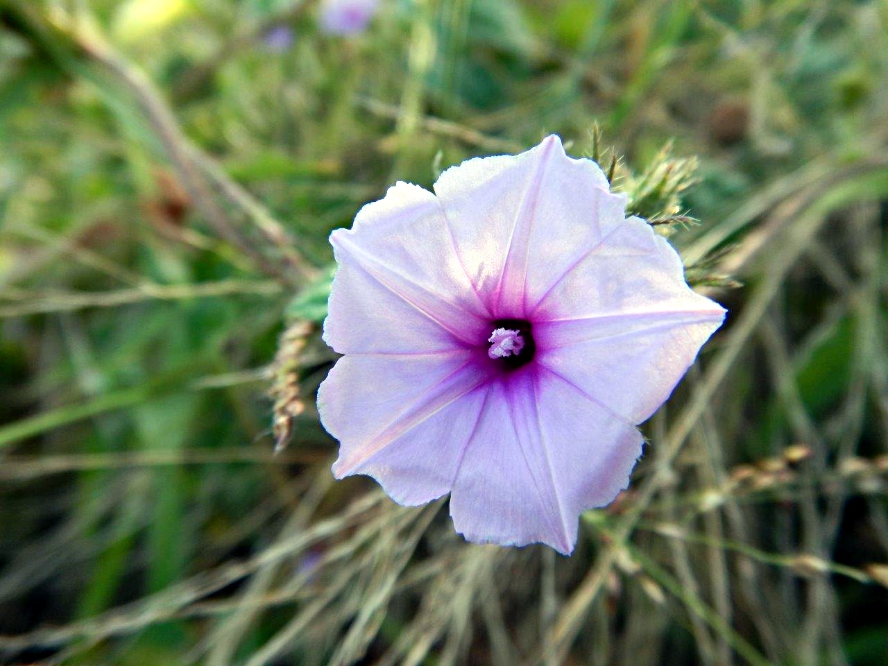 Ipomoea dichroa Ipomoea dichroa