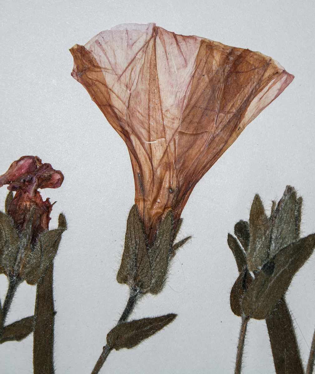 Ipomoea fulvicaulis var. fulvicaulis Ipomoea fulvicaulis var. fulvicaulis