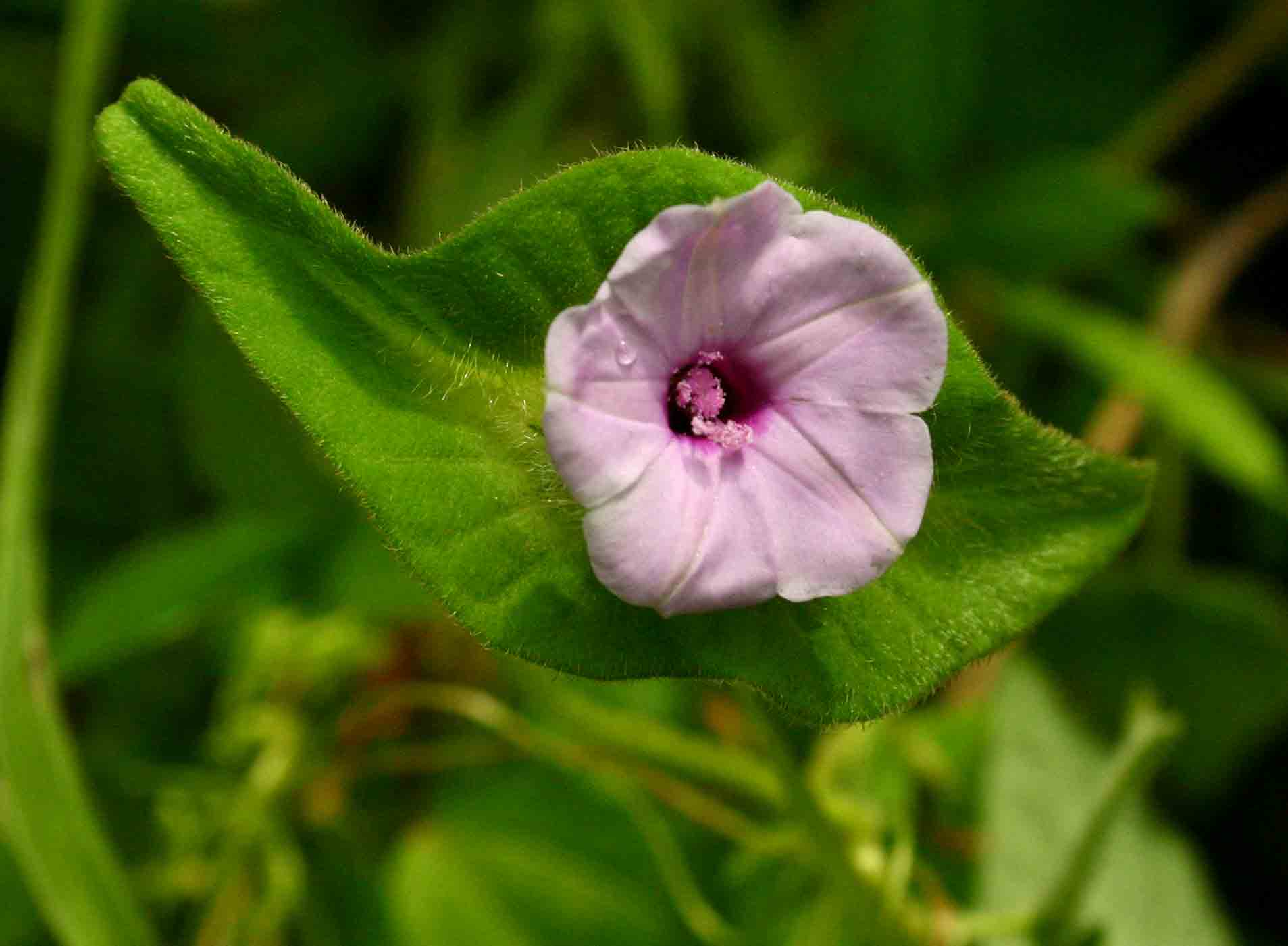 Ipomoea pileata Ipomoea pileata