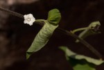 Ipomoea biflora