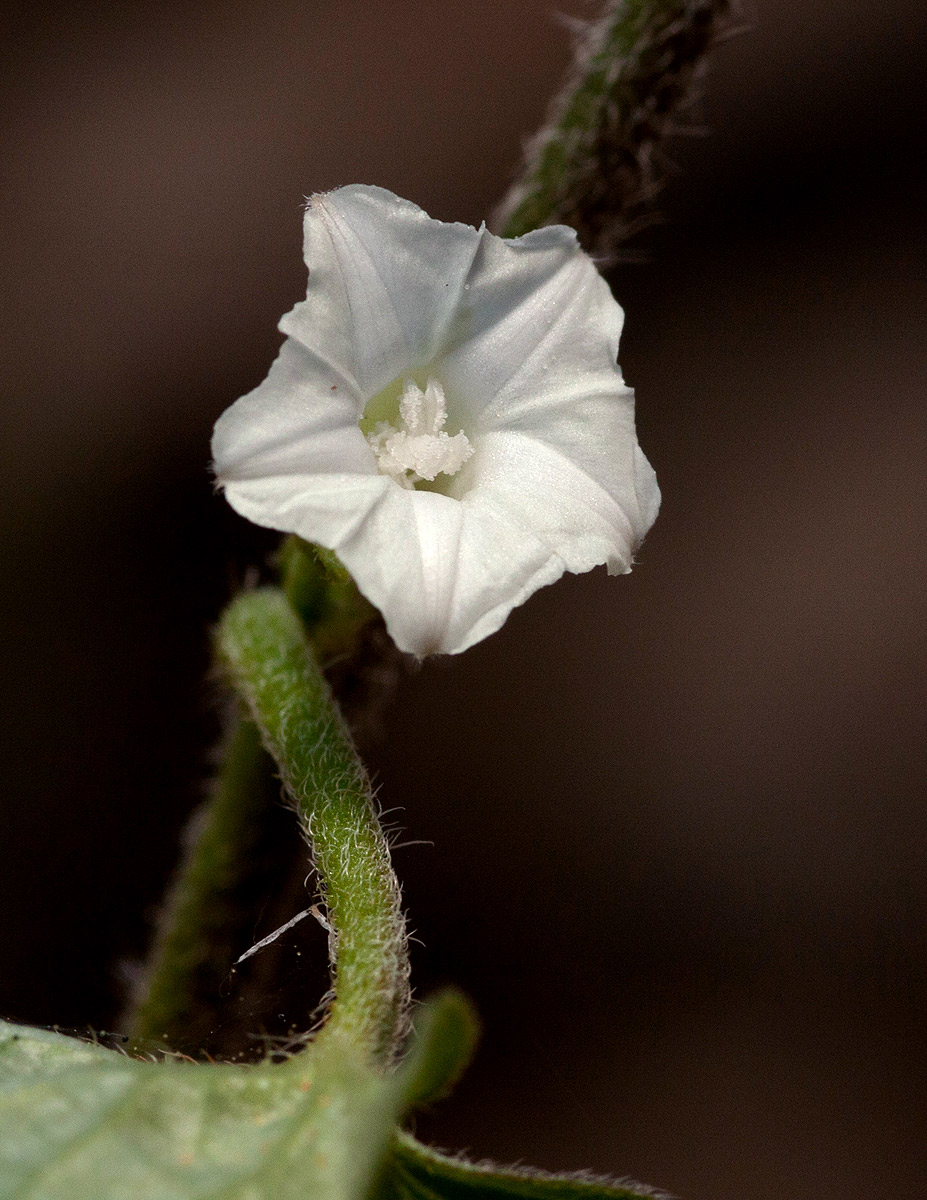 Ipomoea biflora Ipomoea biflora