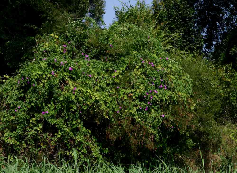 Ipomoea rubens Ipomoea rubens