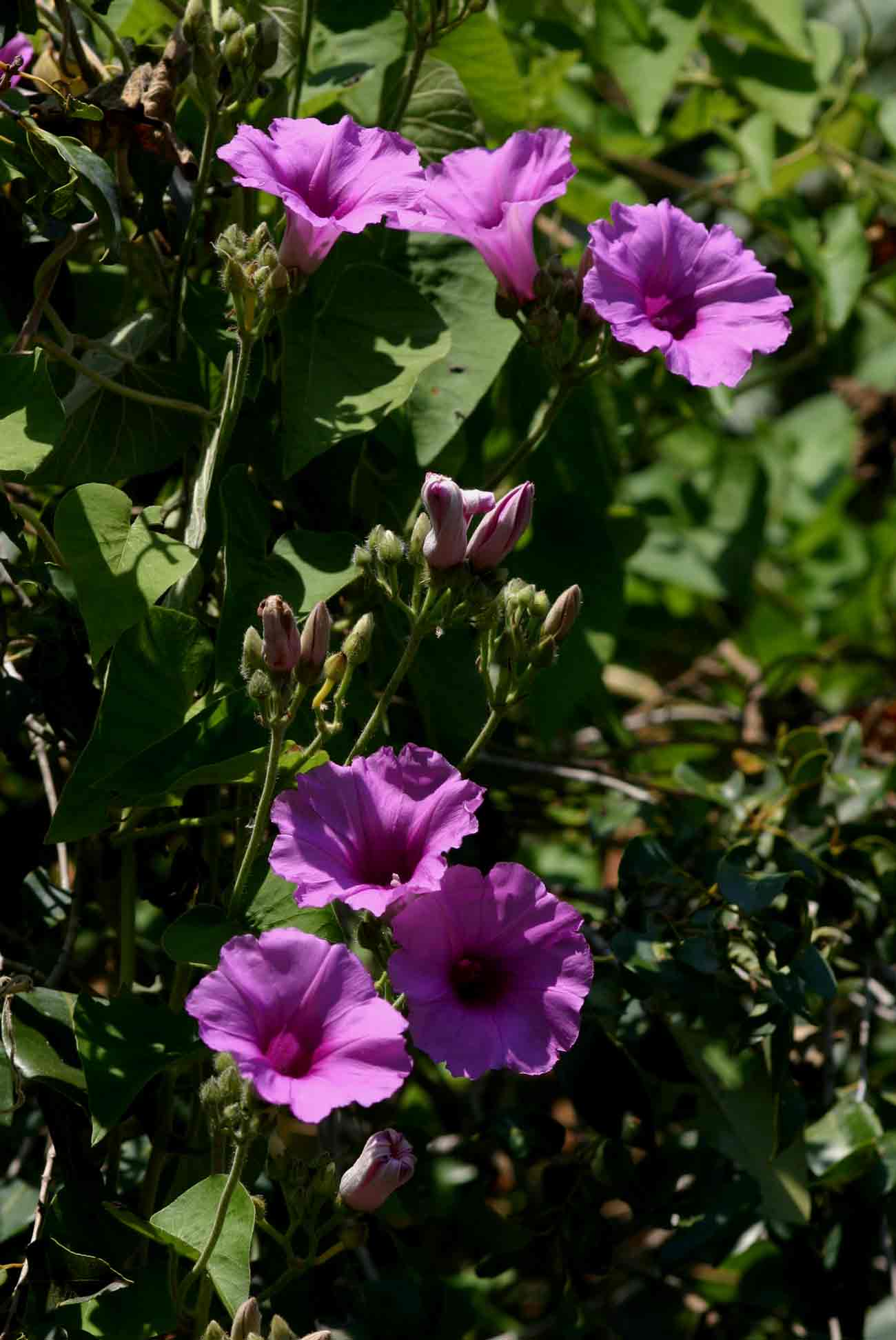 Ipomoea rubens Ipomoea rubens