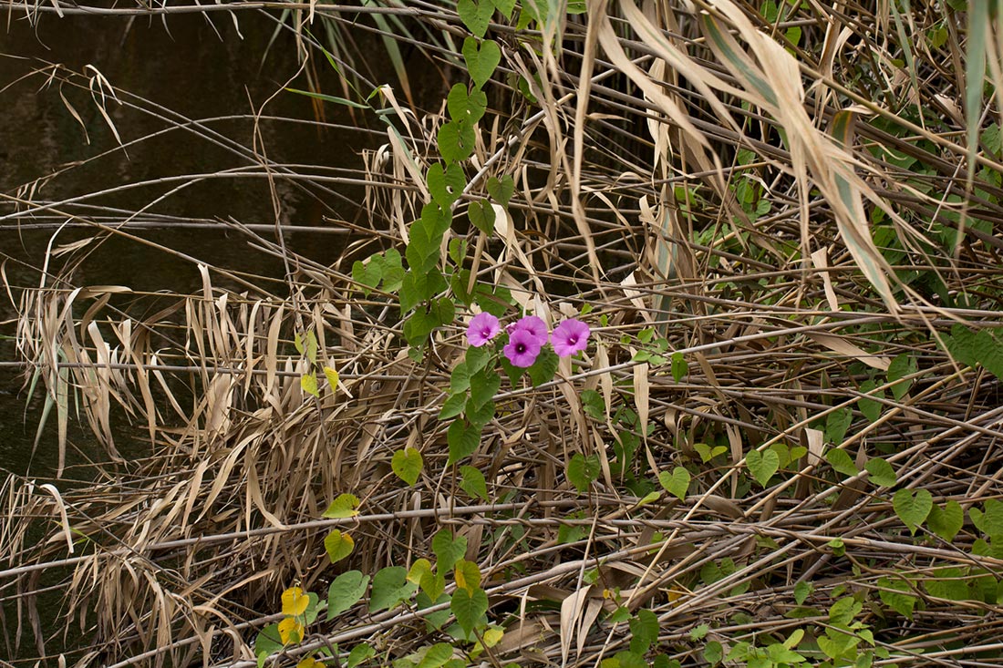 Ipomoea rubens Ipomoea rubens