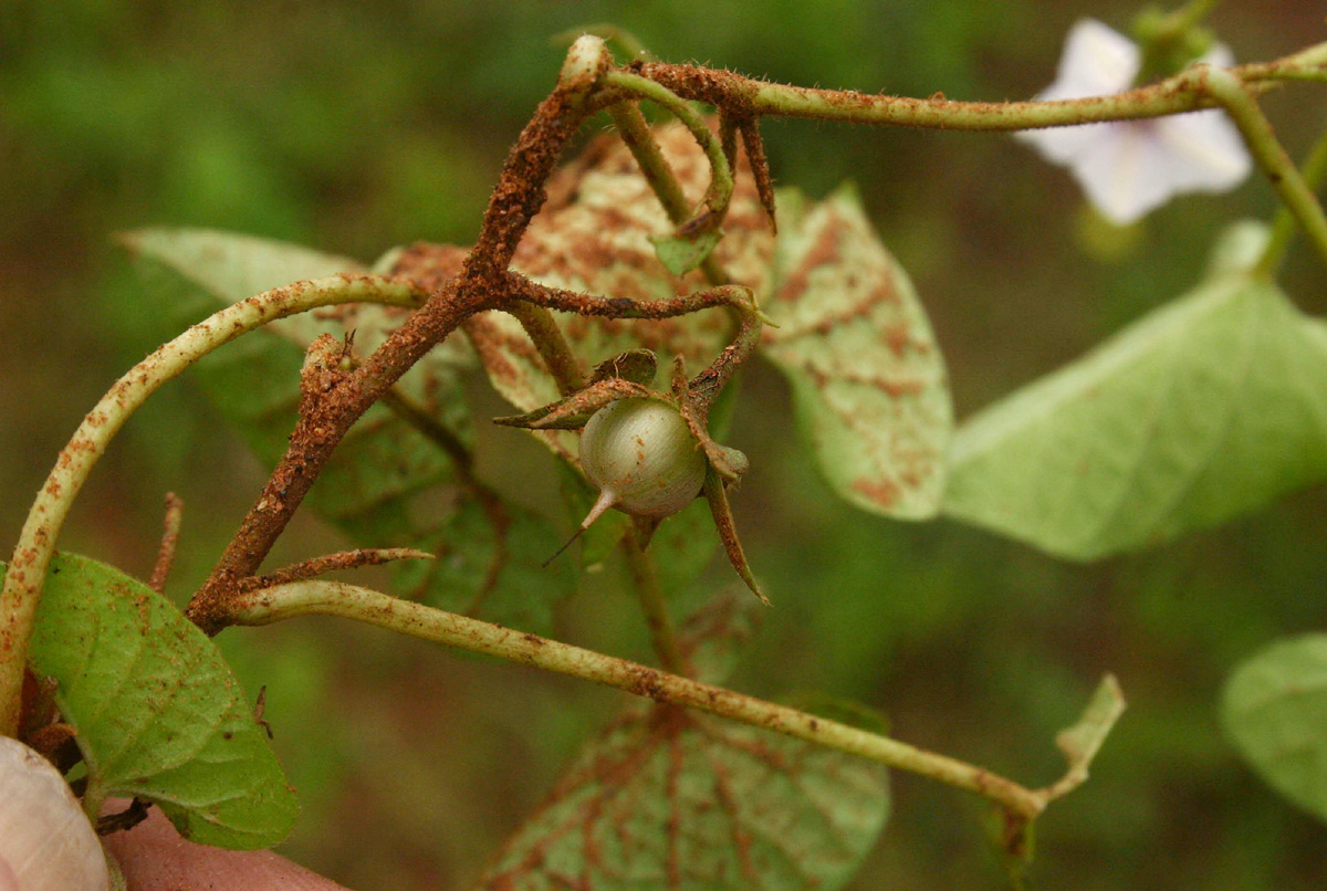 Ipomoea sinensis subsp. blepharosepala Ipomoea sinensis subsp. blepharosepala