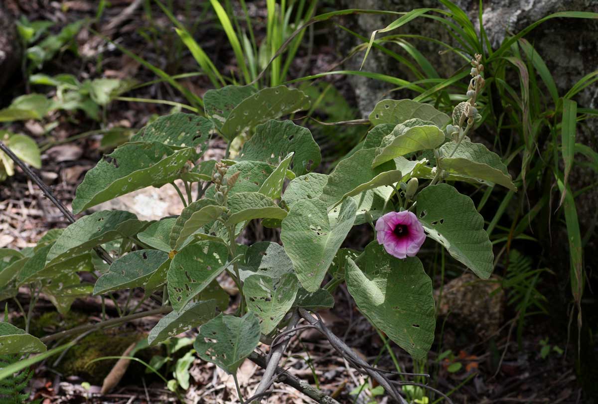Ipomoea verbascoidea Ipomoea verbascoidea