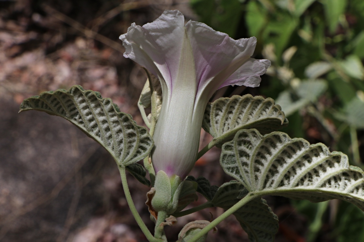 Ipomoea verbascoidea Ipomoea verbascoidea