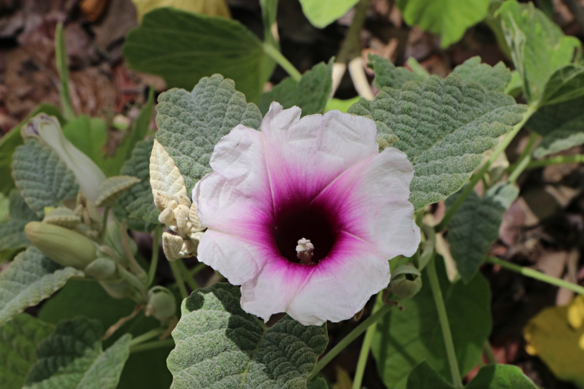 Ipomoea verbascoidea Ipomoea verbascoidea