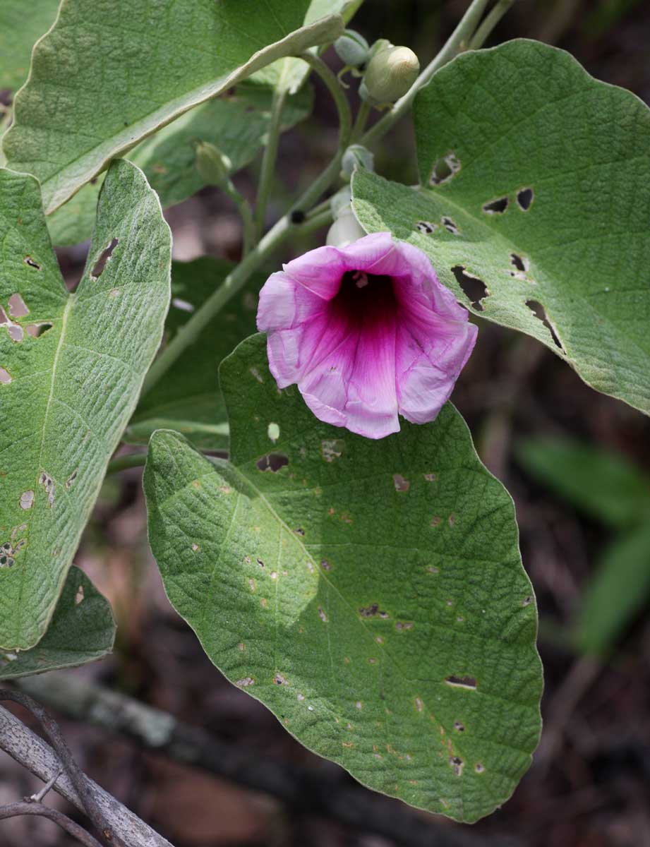Ipomoea verbascoidea Ipomoea verbascoidea