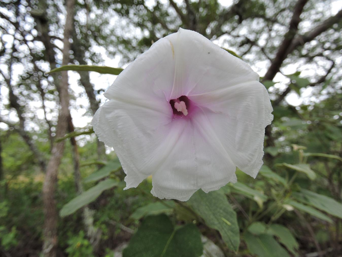 Ipomoea verbascoidea Ipomoea verbascoidea