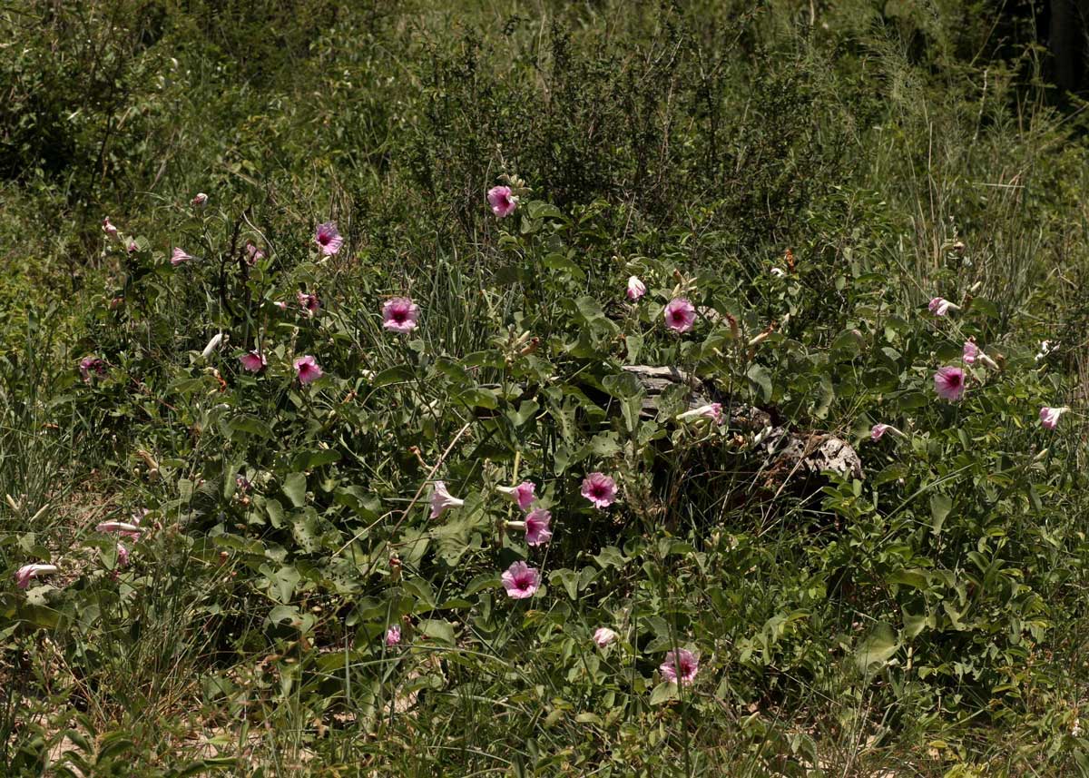Ipomoea verbascoidea Ipomoea verbascoidea