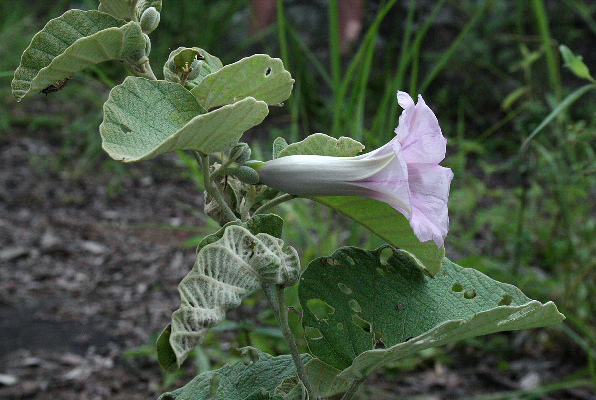 Ipomoea verbascoidea Ipomoea verbascoidea