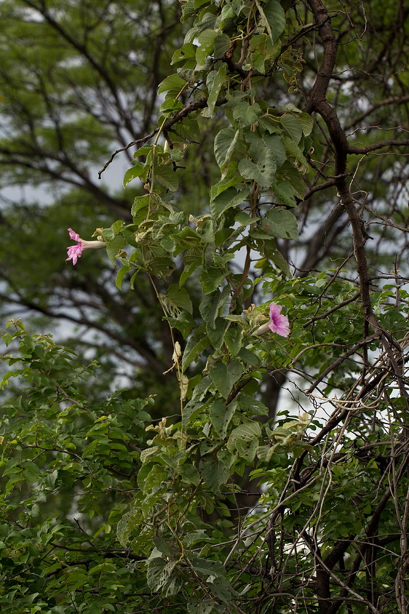 Ipomoea verbascoidea Ipomoea verbascoidea