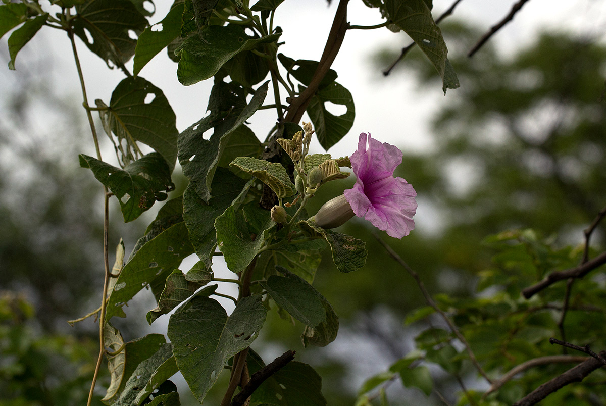 Ipomoea verbascoidea Ipomoea verbascoidea