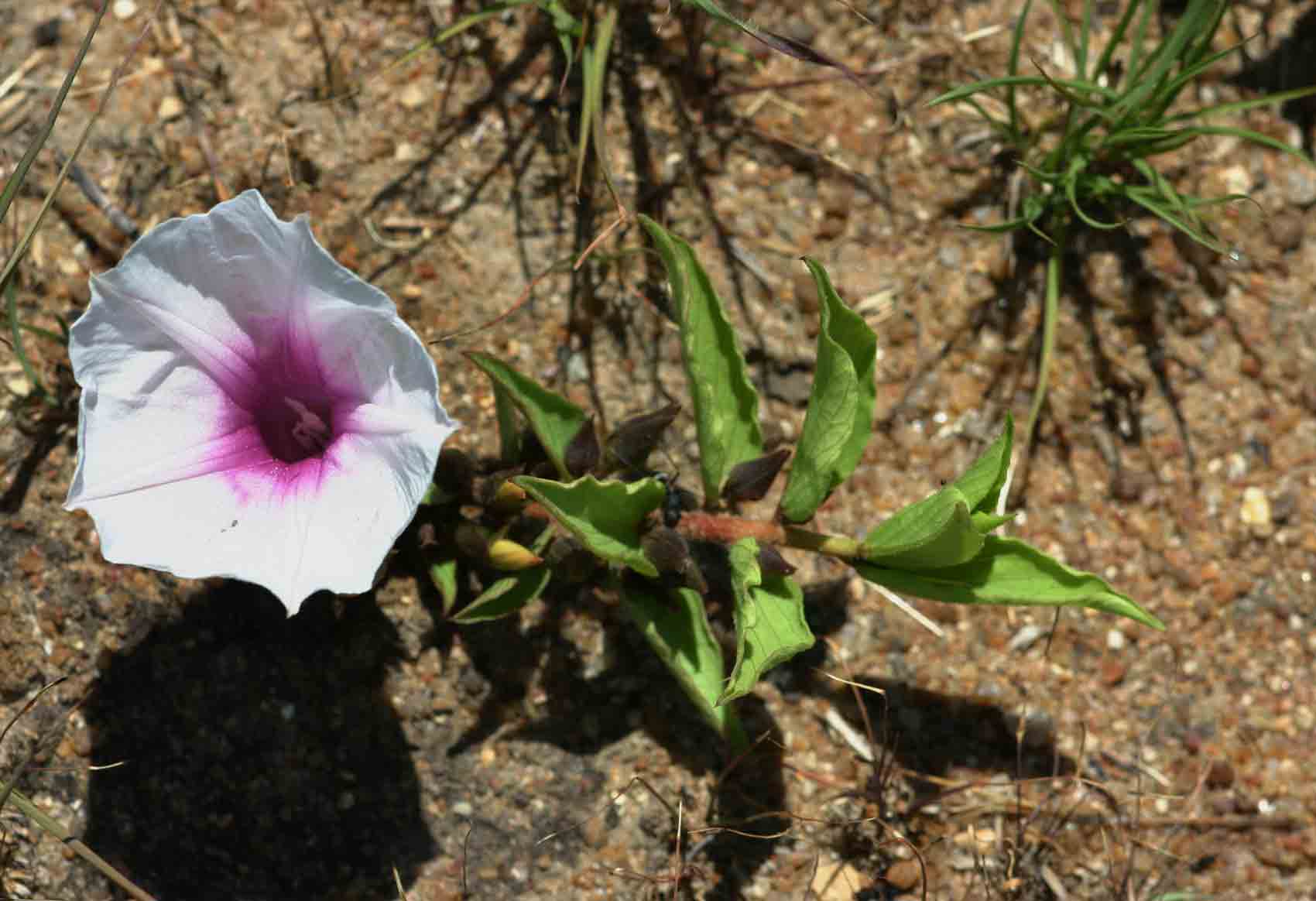 Ipomoea welwitschii Ipomoea welwitschii