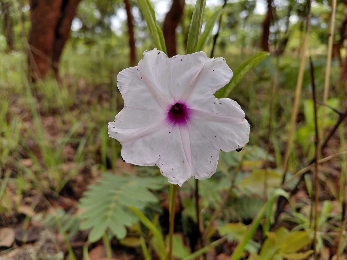 Ipomoea welwitschii Ipomoea welwitschii