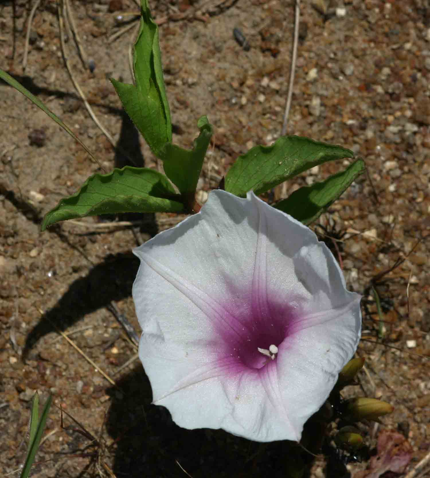 Ipomoea welwitschii Ipomoea welwitschii