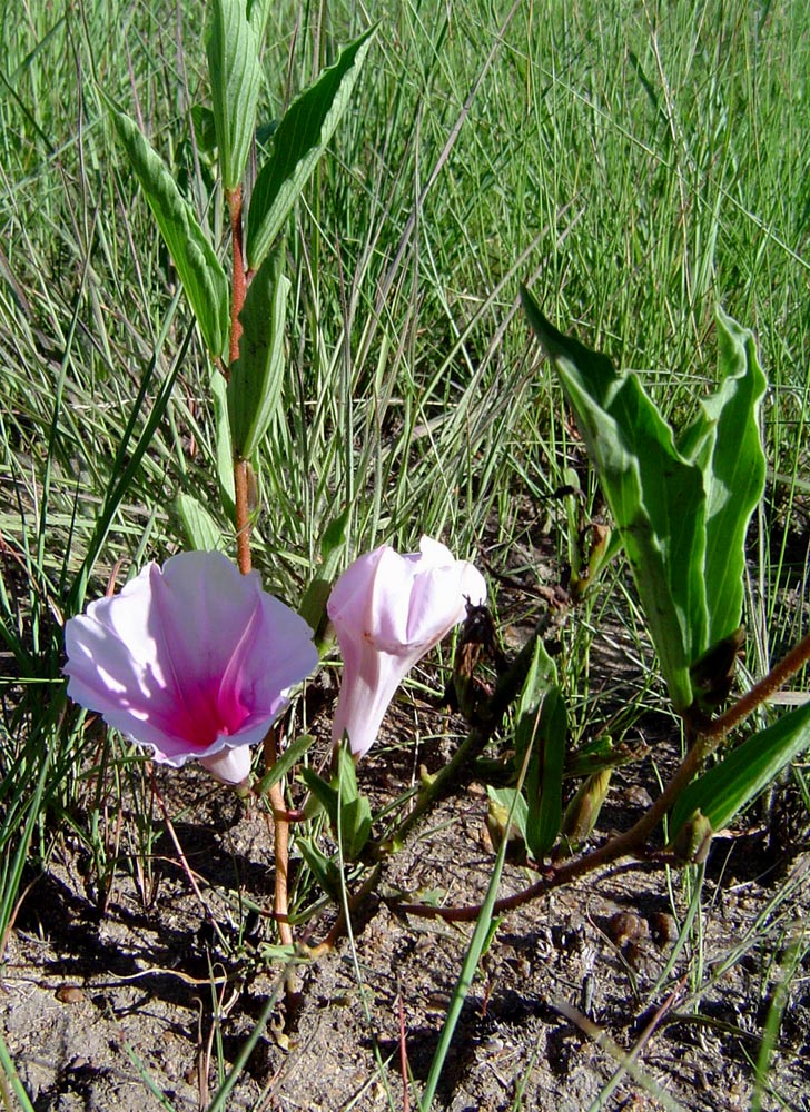 Ipomoea welwitschii Ipomoea welwitschii
