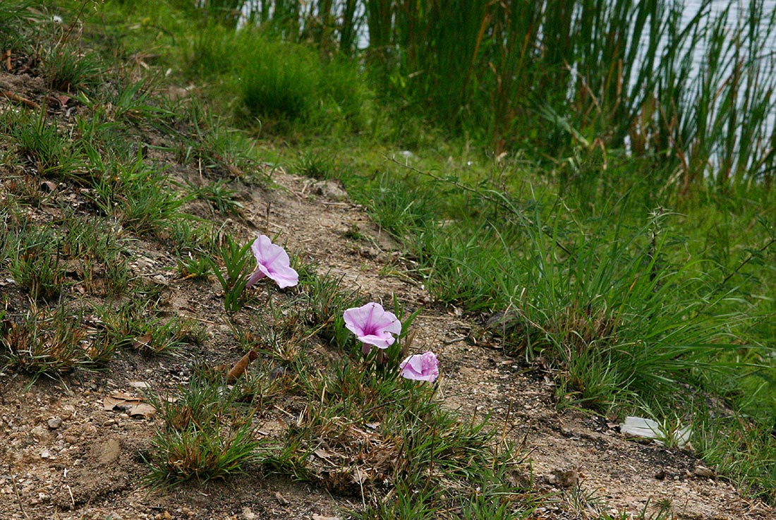 Ipomoea welwitschii Ipomoea welwitschii