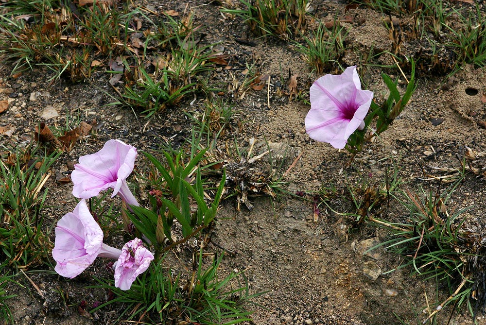 Ipomoea welwitschii Ipomoea welwitschii