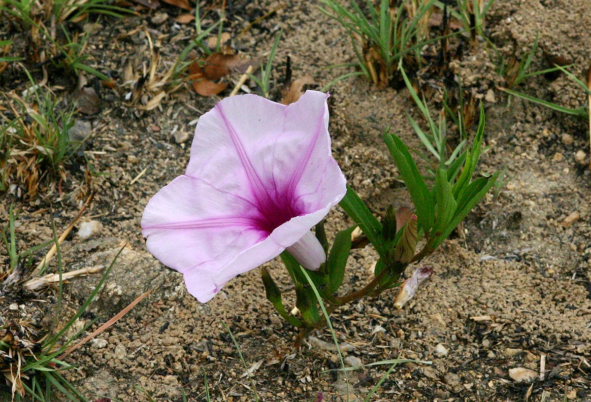 Ipomoea welwitschii Ipomoea welwitschii