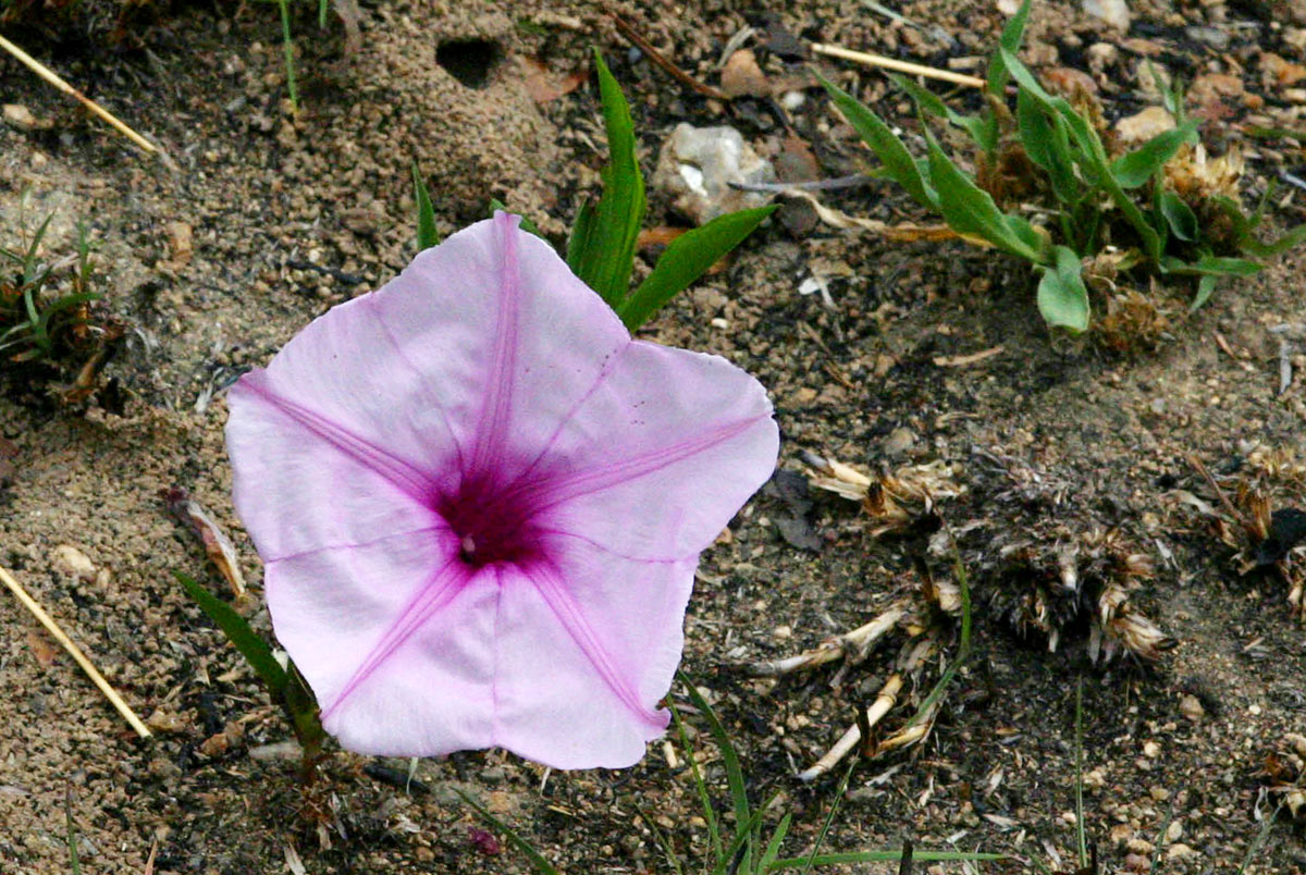 Ipomoea welwitschii Ipomoea welwitschii