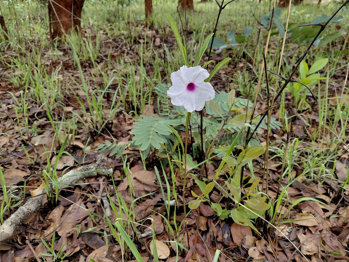 Ipomoea welwitschii Ipomoea welwitschii