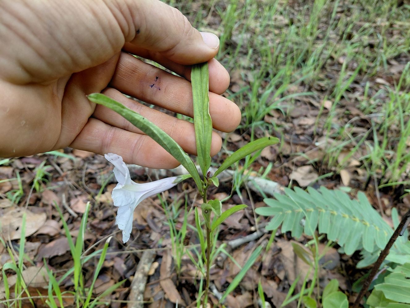 Ipomoea welwitschii Ipomoea welwitschii
