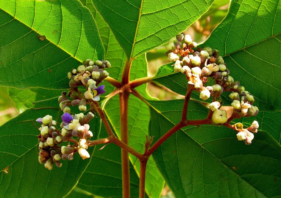 Vitex madiensis subsp. milanjiensis Vitex madiensis subsp. milanjiensis