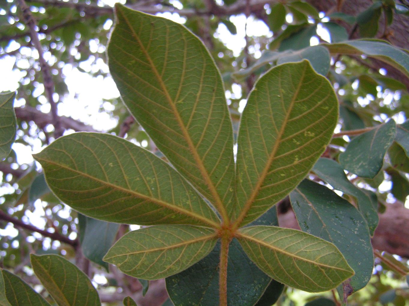 Vitex madiensis subsp. milanjiensis Vitex madiensis subsp. milanjiensis