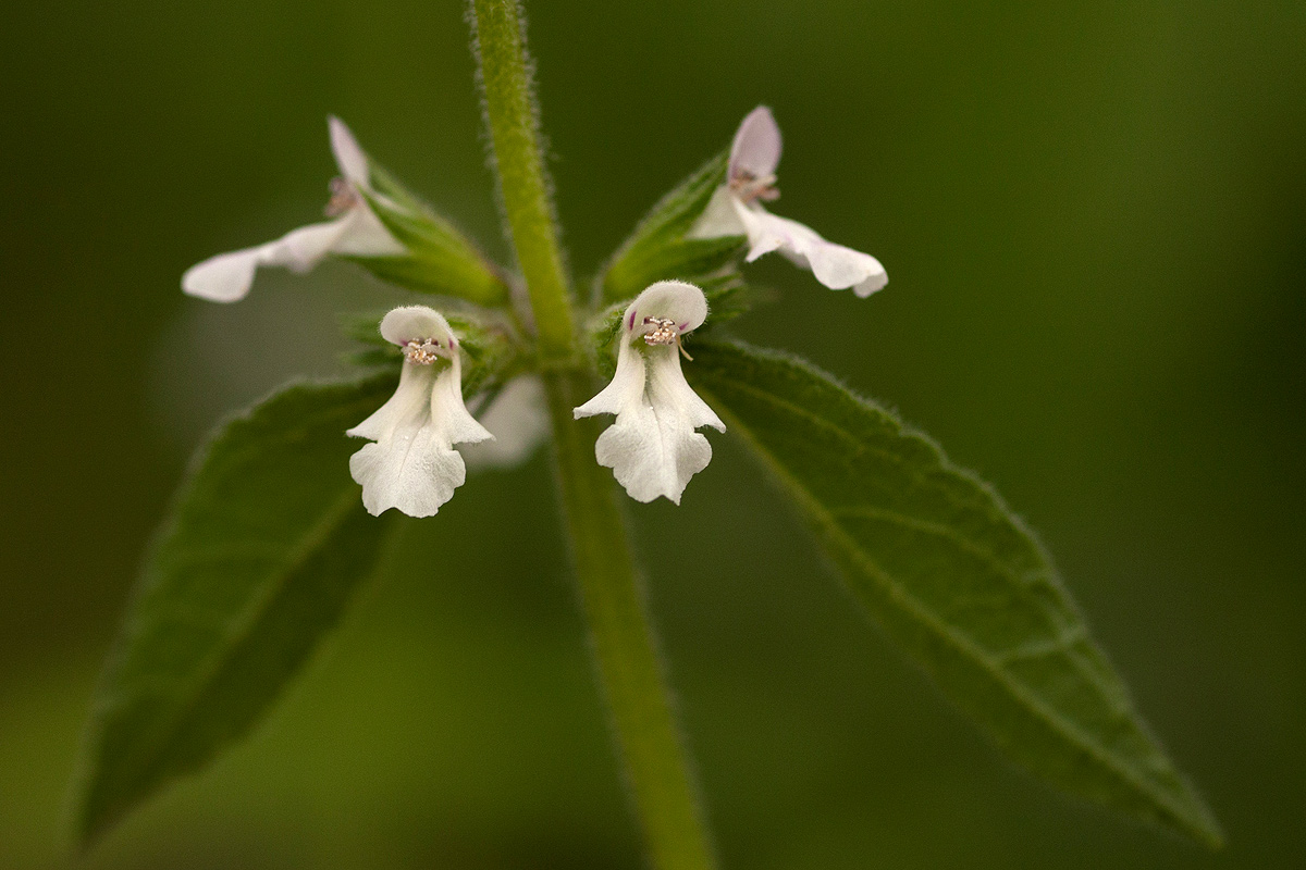 Stachys pseudonigricans Stachys pseudonigricans