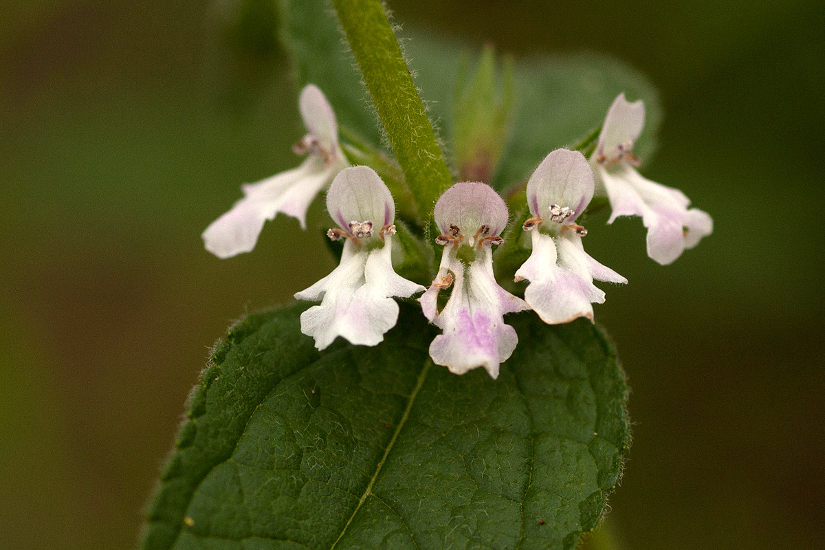 Stachys pseudonigricans Stachys pseudonigricans