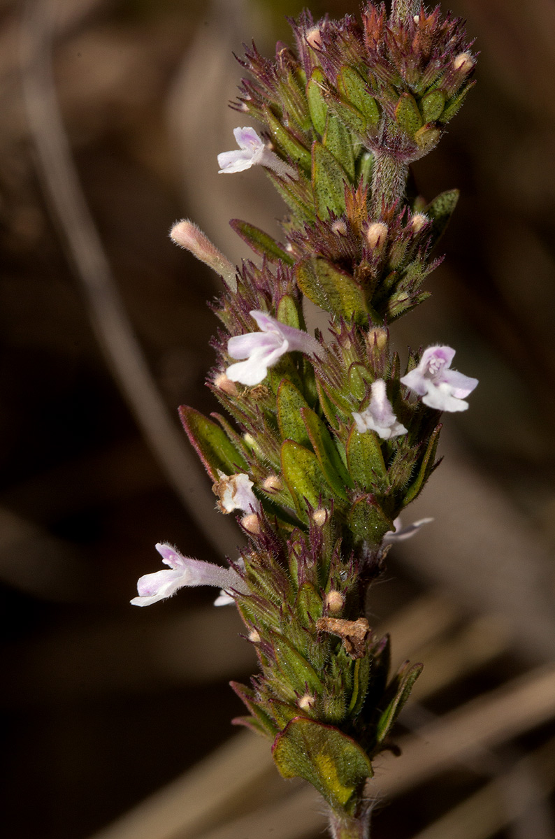 Micromeria imbricata var. imbricata Micromeria imbricata var. imbricata